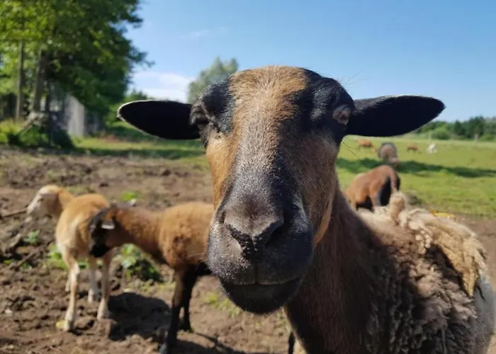Hébergement de vacances Ramzes 1 *